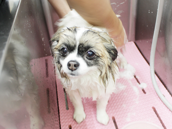 お客様の愛犬をトリミング！